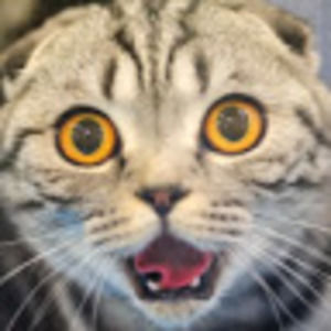 Meet your Posher, Reno